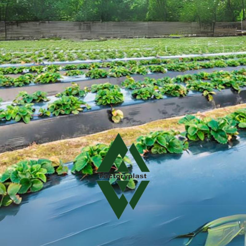 PLASTICO PARA EL CULTIVO DE FRESA